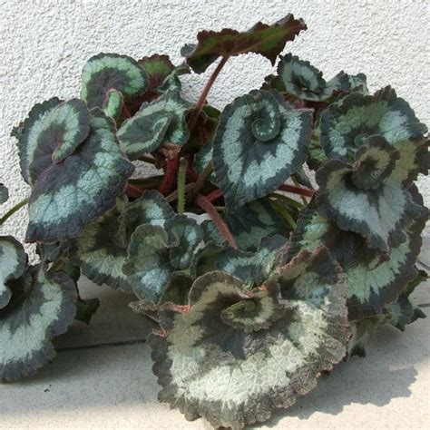 15 Begonia Rex Varieties | Types Of Rex Begonias