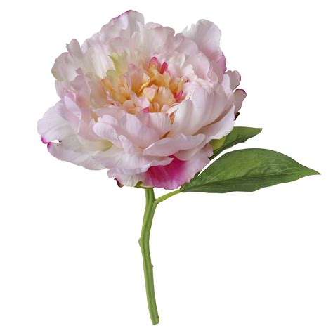 Mainstays Large Single Peony Short Stem, Solid, White-Pink, 12 ...