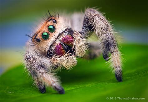 Why do we fear spiders? More importantly, should we? – Science Communication