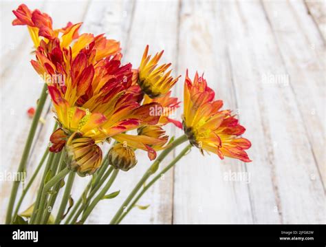 Fresh flowers with white wood table background Stock Photo - Alamy