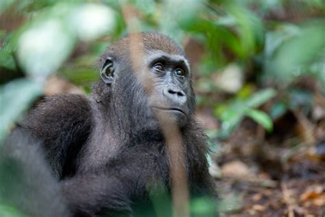 a close up of a monkey in the woods