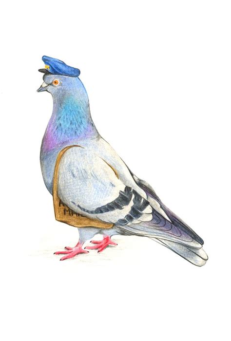 carrier pigeon drawing - Google Search | Bird art, Bird illustration, Watercolor bird