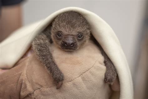 This baby sloth was rejected by its mum so it clings to a sloth blanket instead | Shropshire Star