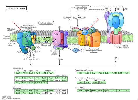 KEGG PATHWAY: Photosynthesis - Synechococcus elongatus PCC7942