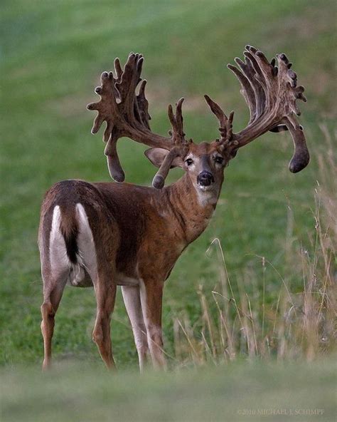 Study: Some deer farmers put ethics on line for profit | Animals beautiful, Deer pictures ...