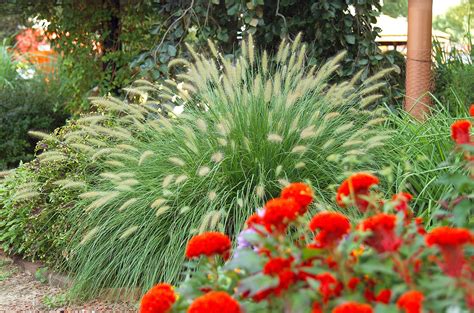 24 Ornamental Grasses for Adding Texture to Your Garden