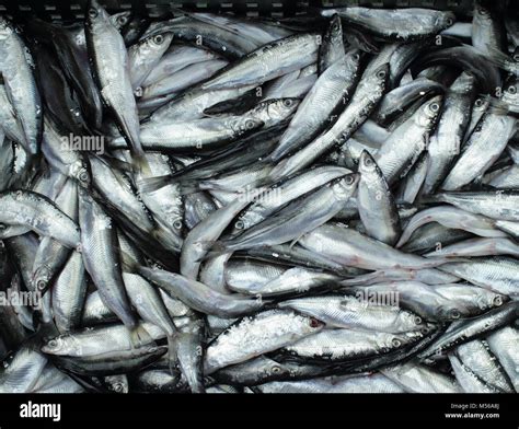 catching bleak fish Stock Photo - Alamy