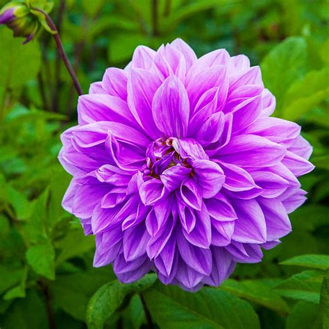 Lilac Time Dahlia | Brecks Premium Bulbs