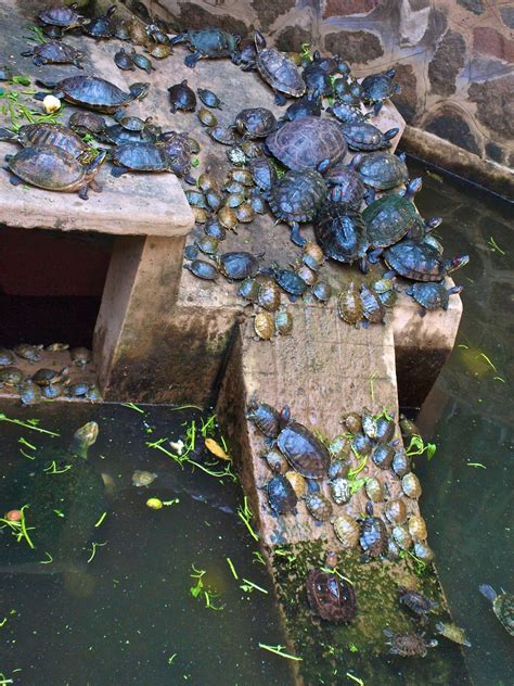 Tartaruga de estimação, Aquários incríveis, Tipos de tartarugas