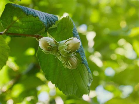 Hazelnut Care - Learn More About Growing Hazelnuts And Filberts