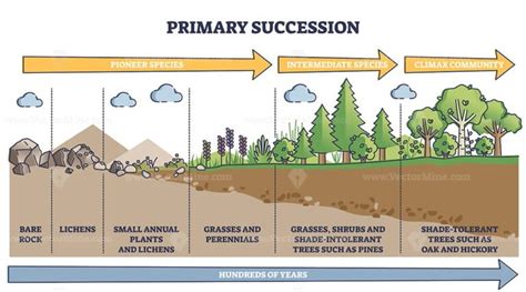 Primary succession and ecological growth process stages outline diagram - VectorMine