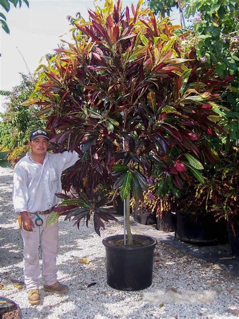 Codiaeum variegatum | Treeworld Wholesale