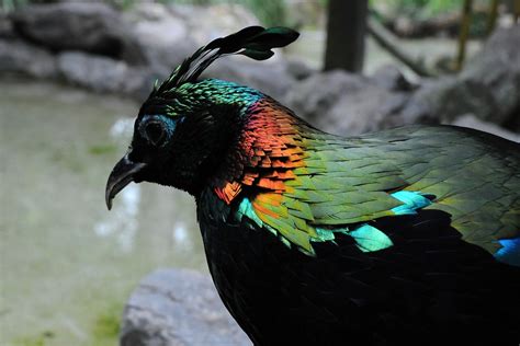 lophophorus impejanus | Glitzervogel Himalaya-Glanzfasan -- … | Flickr