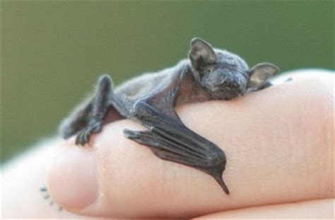 tiny-baby-bat | Baby Animal Zoo