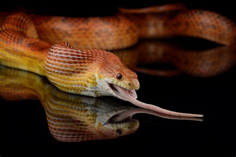 What Do Corn Snakes Eat? A Comprehensive Guide To Their Diet And ...