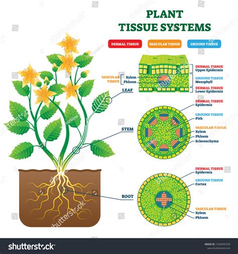 Plant Tissue Systems Vector Illustration Labeled Stock Vector (Royalty Free) 1520495378 ...