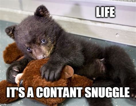 and constant snuggle - Imgflip