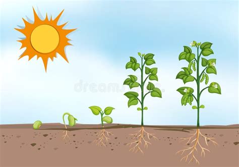 Plant Growing at Different Stages Stock Vector - Illustration of leaves ...