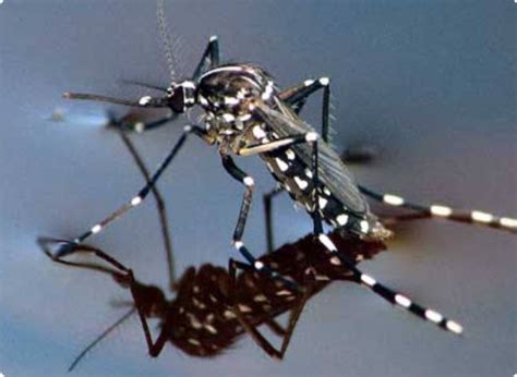 Animals Plants Rainforest: Aedes Aegypti Mosquitoes Morphological