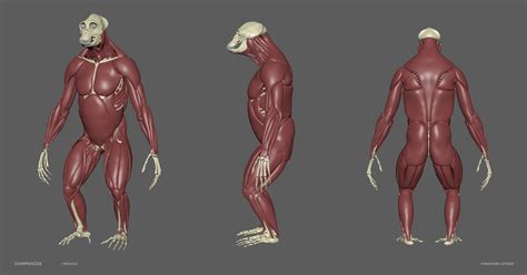 3D Chimpanzee Skeleton Muscles - TurboSquid 1537142