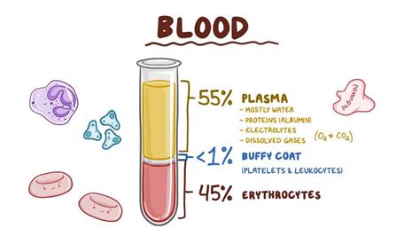 Blood components: Video, Anatomy, Definition & Function | Osmosis