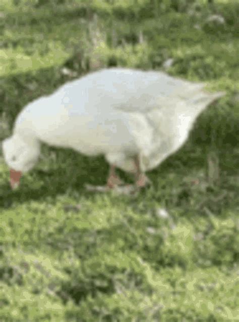 Goose Silly GIF - Goose Silly You - Discover & Share GIFs