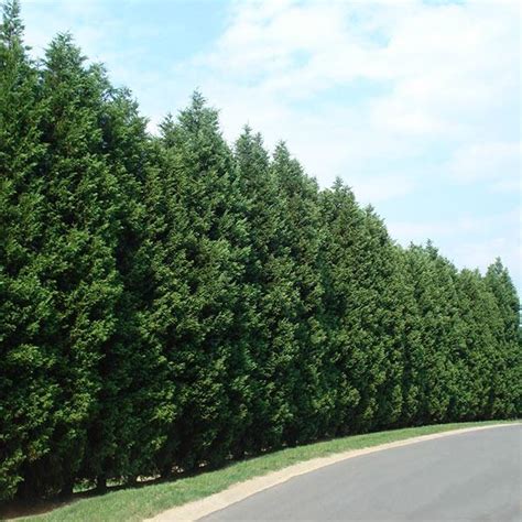 Leyland Cypress Trees for Sale – FastGrowingTrees.com