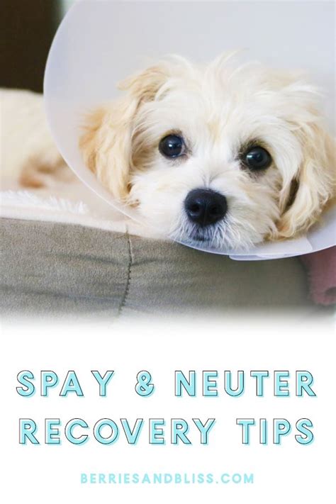 Deciding to spay and neuter your dog is very important for the health and well-being of your dog ...