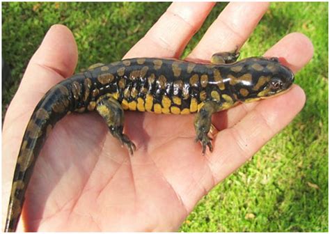 Eastern tiger salamander (Ambystoma tigrinum): COSEWIC assessment and status report 2013 - Canada.ca