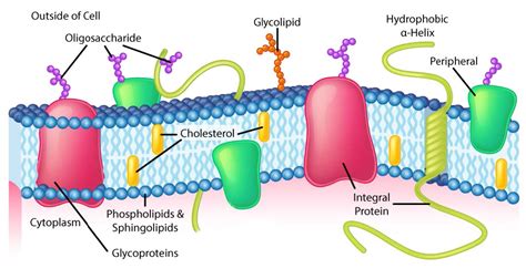 3.1: Basic Concepts in Membranes - Biology LibreTexts