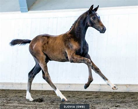 Twenty Stunning Foals Handpicked for 2021 Swedish Warmblood Online ...