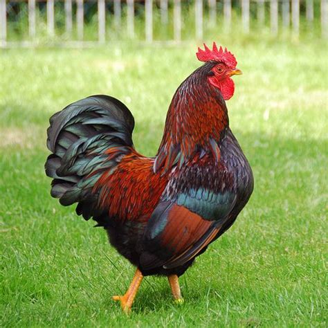 Barnevelder Rooster | Chickens backyard, Chicken breeds, Rooster