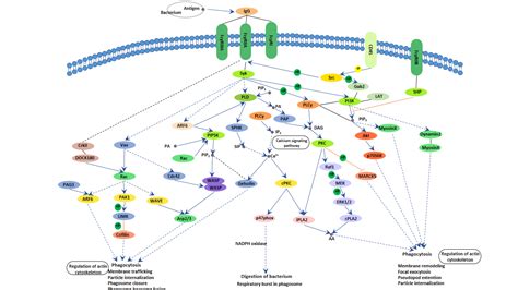 Fc gamma R-mediated Phagocytosis - CUSABIO