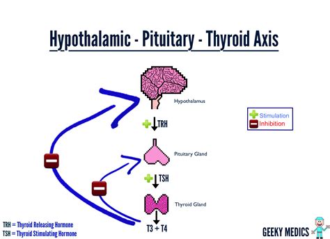 Pituitary: Pituitary Hypothalamus