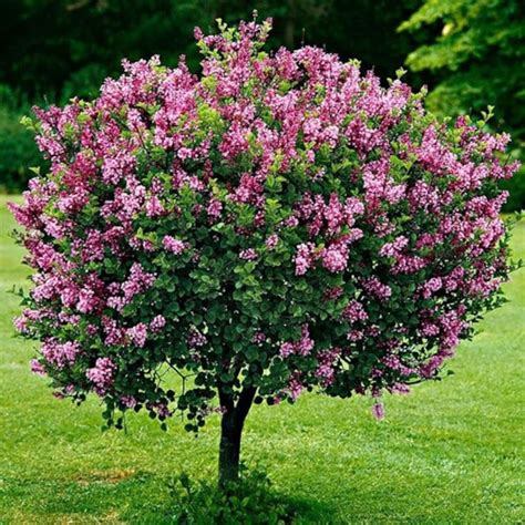 French Lilac Bush Seeds syringa Vulgaris 20seeds - Etsy