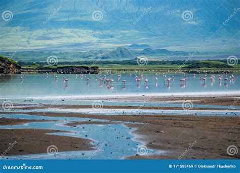 Flamingos lake natron - tewsdf