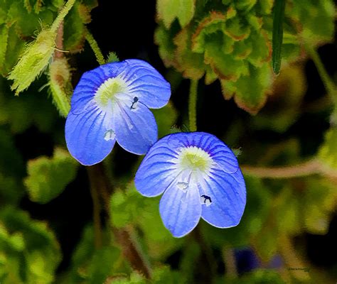 Little Blue Spring Flowers Photograph by Ericamaxine Price