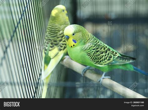 Green Parrot Cage . Image & Photo (Free Trial) | Bigstock