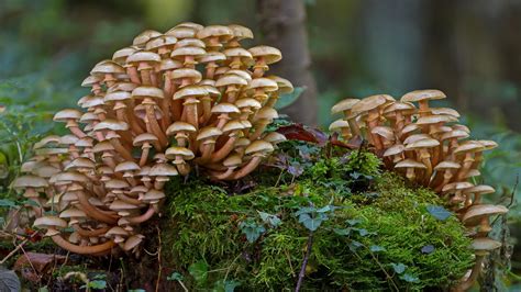 Mushrooms In Moss Wallpapers - Wallpaper Cave