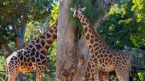 Perth Zoo in Perth, Western Australia | Expedia