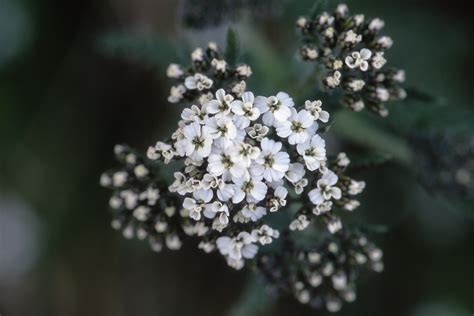 Small White Flowers