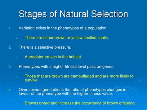 PPT - Stages of Natural Selection PowerPoint Presentation, free ...