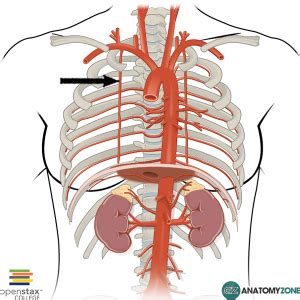 Internal Thoracic Artery - AnatomyZone