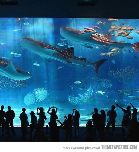 Kuroshio Sea: The main tank in the Okinawa Churaumi Aquarium, located ...