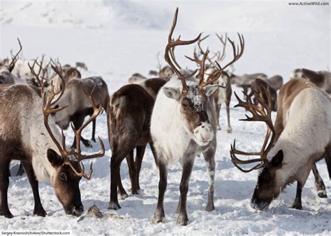 Caribou & Reindeer Facts, Pictures & Information