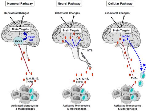 Cytokine Network Pathway | Semantic Scholar