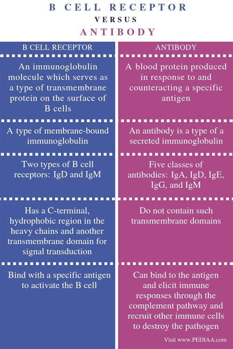 What is the Difference Between B Cell Receptor and Antibody - Pediaa.Com