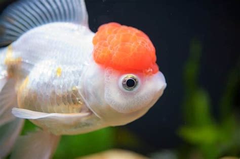 Oranda Goldfish Definitive Care Guide: Color Varieties, Size, Lifespan and More... | Fishkeeping ...