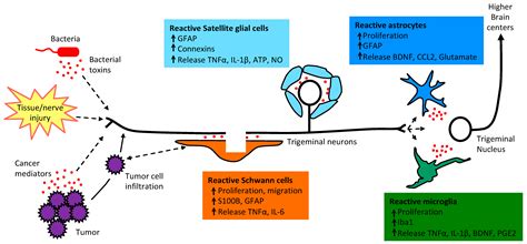 Satellite Glial Cells