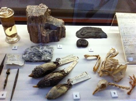 Everything you ever wanted to know about Fossils: Charles Darwin